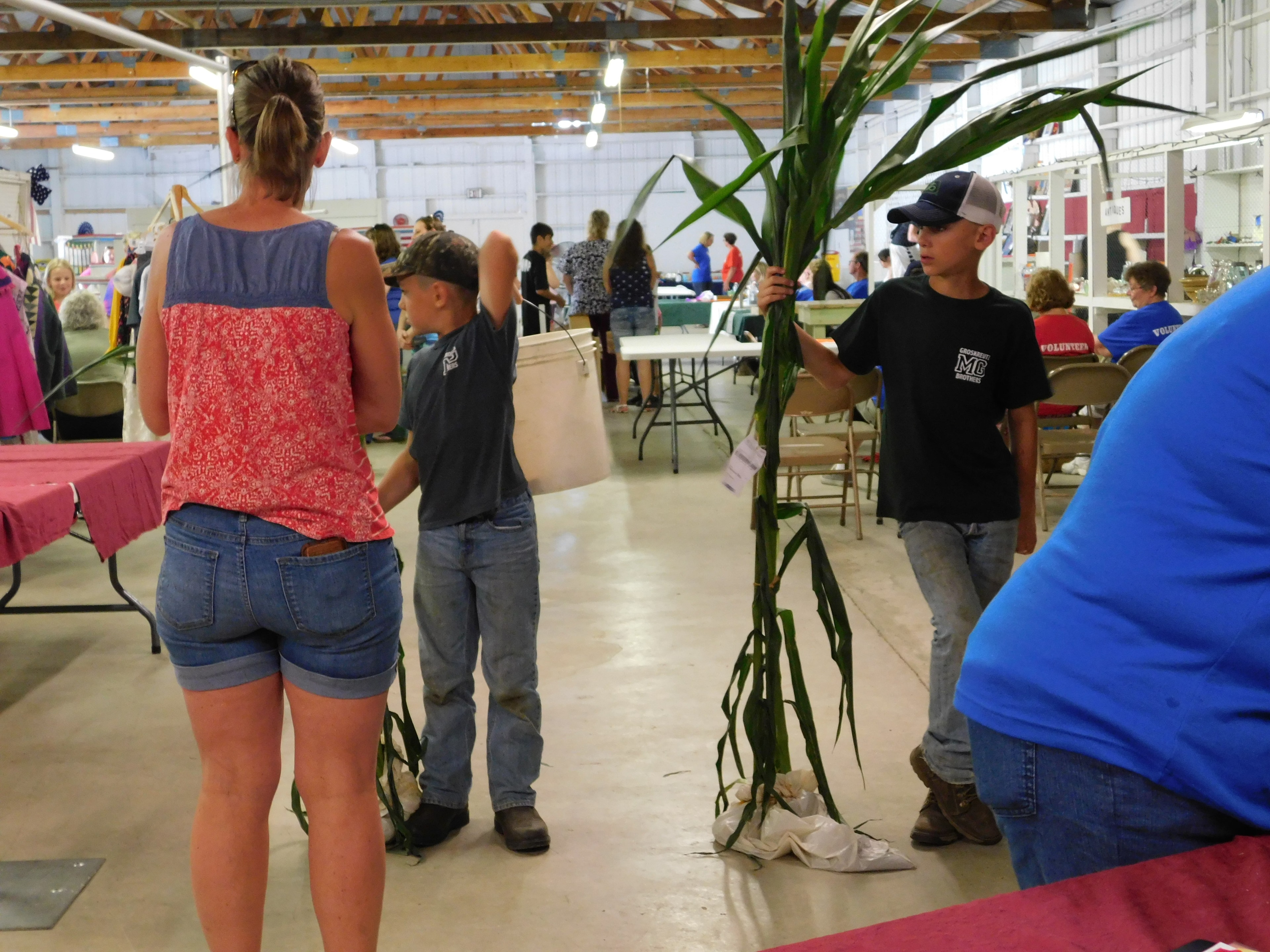 Junior exhibitors checking in corn stalks at the Marquette County Fair exhibit building