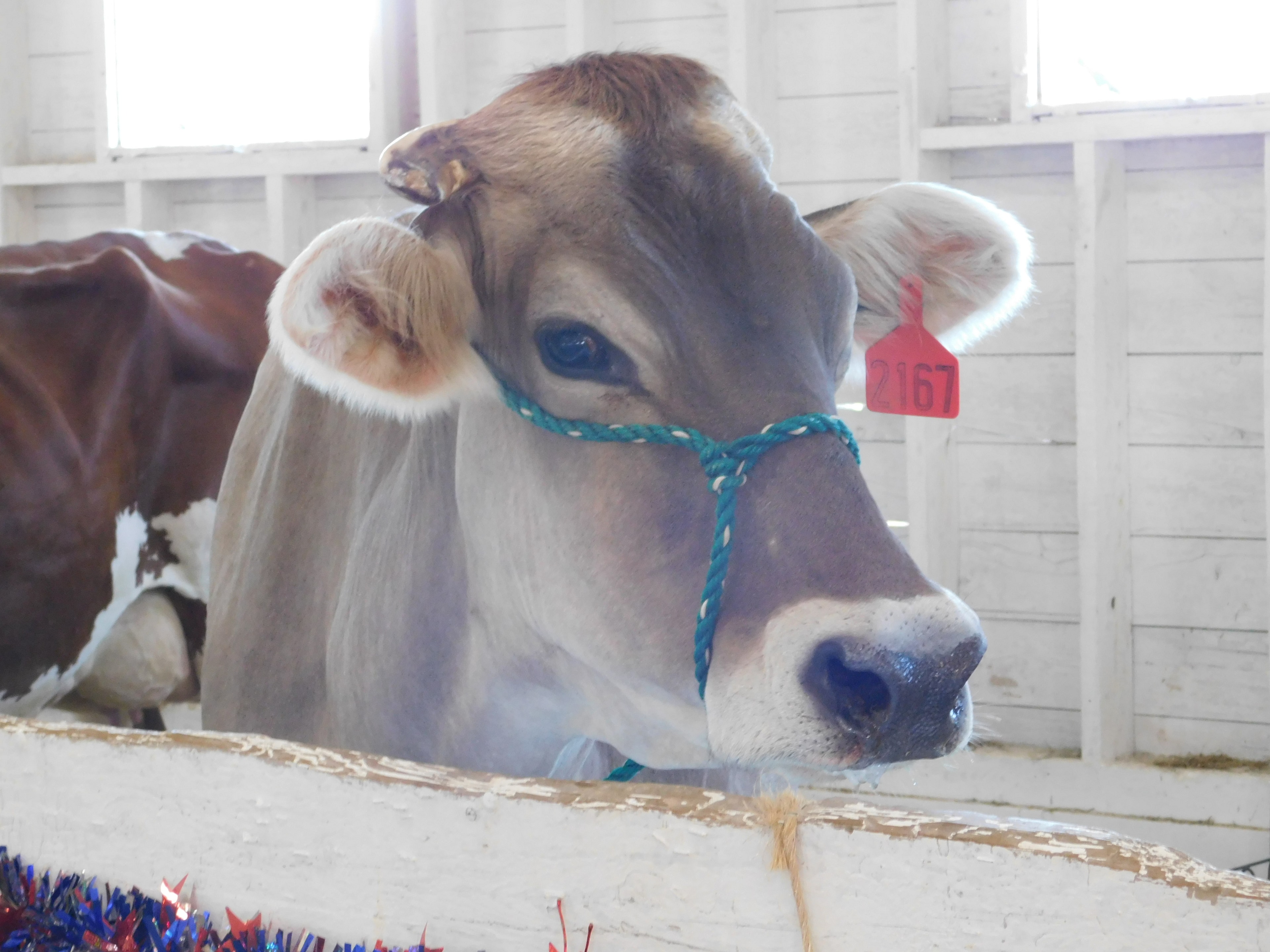 Show cow resting in a stall at the Marquette County Fairgrounds dairy barn